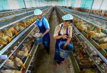 岑溪：生態(tài)養(yǎng)雞形成鄉(xiāng)村振興大產(chǎn)業(yè)-岑溪生活—站式岑溪本地生活服務(wù)平臺 m.liuxuelu.cn