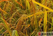 近5元1斤，年產(chǎn)值百萬元！天平鎮(zhèn)富硒水稻“富硒”又“富民”-岑溪生活—站式岑溪本地生活服務(wù)平臺 m.liuxuelu.cn