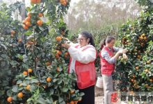 藤縣金秋砂糖橘搶“鮮”上市-岑溪生活—站式岑溪本地生活服務(wù)平臺 m.liuxuelu.cn