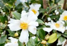 岑溪“初雪”已上線！-岑溪生活—站式岑溪本地生活服務平臺 m.liuxuelu.cn