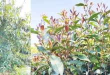 恭喜！梧州六堡1號、六堡2號擬獲授植物新品種權(quán)-岑溪生活—站式岑溪本地生活服務(wù)平臺(tái) m.liuxuelu.cn