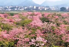 藏不住了！岑溪這處“粉色仙境”-岑溪生活—站式岑溪本地生活服務(wù)平臺(tái) m.liuxuelu.cn