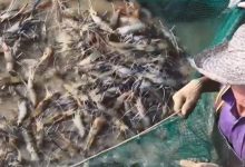 岑溪市首批羅氏沼蝦出欄！-岑溪生活—站式岑溪本地生活服務(wù)平臺(tái) m.liuxuelu.cn