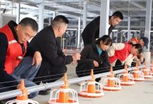 三堡鎮(zhèn)孔龍村：先鋒鏈上“養(yǎng)殖鏈” 金雞叩開“共富門”-岑溪生活—站式岑溪本地生活服務(wù)平臺 m.liuxuelu.cn