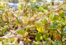 東北“金果”在岑溪首種成功！-岑溪生活—站式岑溪本地生活服務(wù)平臺(tái) m.liuxuelu.cn