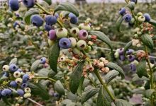 AI種出來的“實力派”！梧州藍莓，顛覆你對蛋糕裝飾的想象-岑溪生活—站式岑溪本地生活服務(wù)平臺 m.liuxuelu.cn