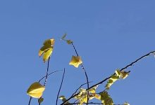 今日空氣相對濕度跌至20%左右，未來兩天持續(xù)晴燥模式~-岑溪生活—站式岑溪本地生活服務(wù)平臺 m.liuxuelu.cn