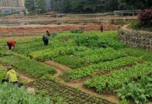 龍湖公園跑道綠化帶周邊被占用種菜-岑溪生活—站式岑溪本地生活服務平臺 m.liuxuelu.cn