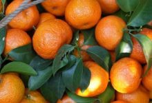 藤縣4.2萬(wàn)畝砂糖橘喜獲豐收-岑溪生活—站式岑溪本地生活服務(wù)平臺(tái) m.liuxuelu.cn