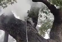 樹齡1200年古樟持續(xù)燃燒7小時，只因倆小孩隨手扔爆竹……-岑溪生活—站式岑溪本地生活服務平臺 m.liuxuelu.cn