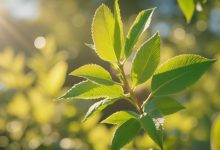 未來(lái)兩天天氣逐漸轉(zhuǎn)好，最高氣溫升至......-岑溪生活—站式岑溪本地生活服務(wù)平臺(tái) m.liuxuelu.cn